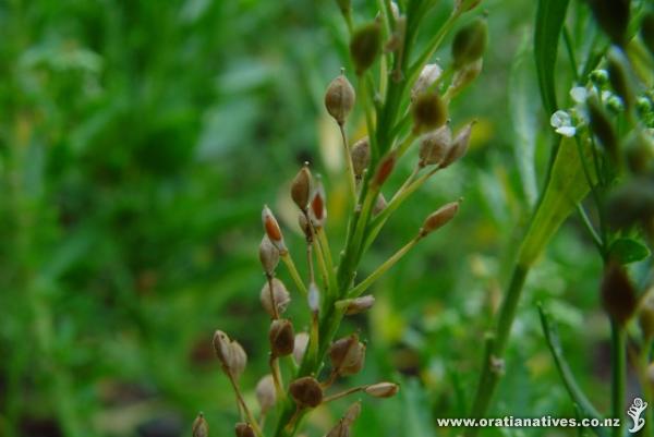 Cook's Scurvy Grass (Seeding, late-Jan)