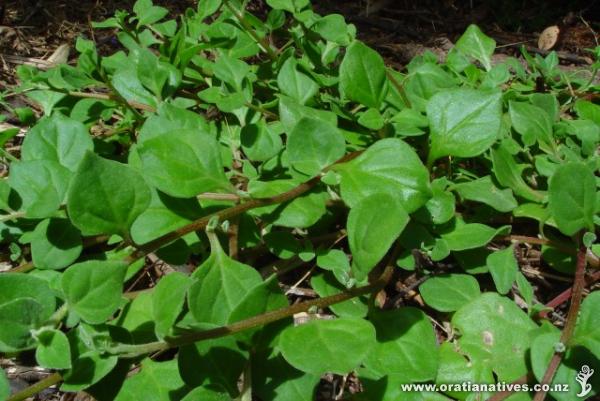 Quick grower, not quite as fast as as its cousin, good for salads.