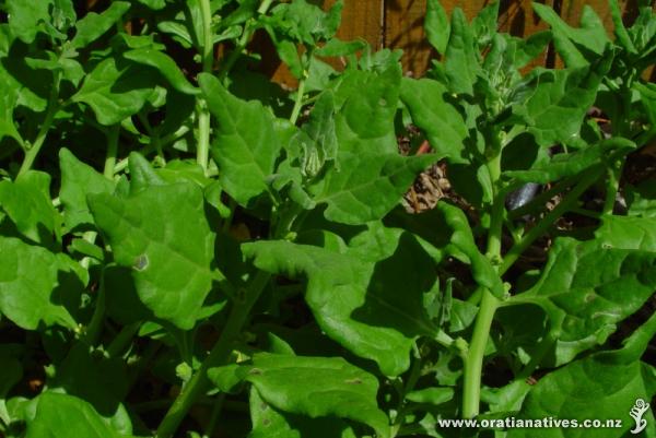Very quick grower, very good salad plant.