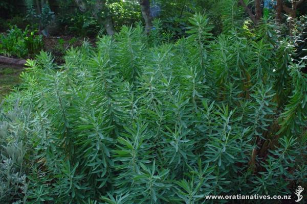 After main flowering (mid-Jan) and surviving the dry conditions well.