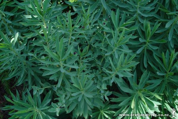 After main flowering, surviving the dry nicely (mid-Jan)