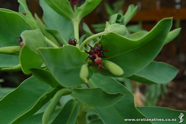 Flowering in Spring (mid-Nov)