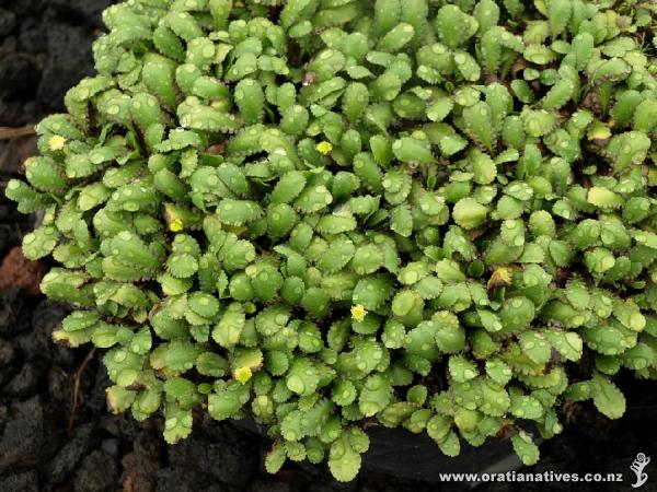 The tiny yellow flowers on this attractive groundcover are actually made up of many even tinier florets, both male and female. Once named Cotula, this plant is a member of the daisy family, Compositae.