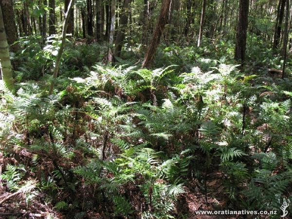 A sea of Blechnum fraserii on the Farley Loop walk in the Waitakeres.