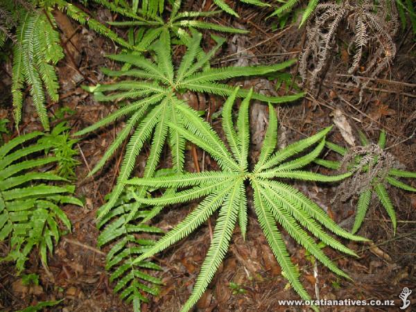 Taken at Tairua Broken Hill Mine walk