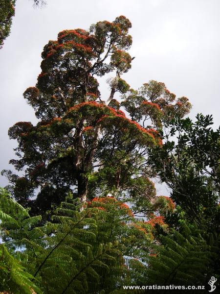 Northen rata in full flower, Wainuiomata water catchment