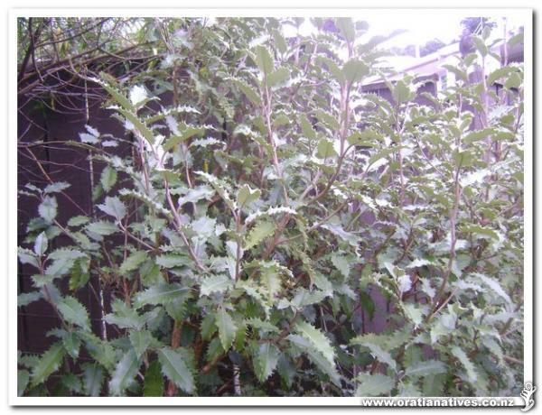 I believe this species is now regarded as a natural hybrid between O.Arborescens and O.Illicifolia.