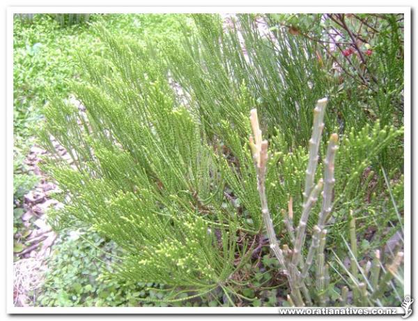This specimen has a Carmichaelia Crassicaule in front of it.