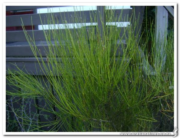 Now merged with C.Australis.