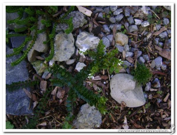 This specimen also has a small Clematis Marmoraria growing next to it.