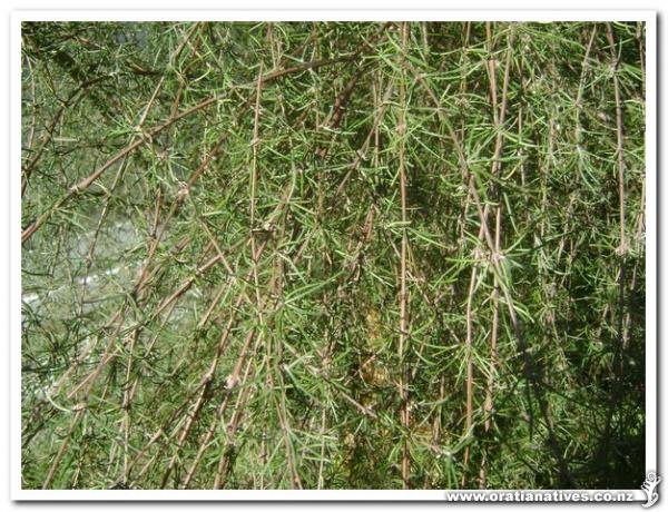 This is the true form of O.liniata.The Dartoni plant i believe is a cross between this and O.traversorium.