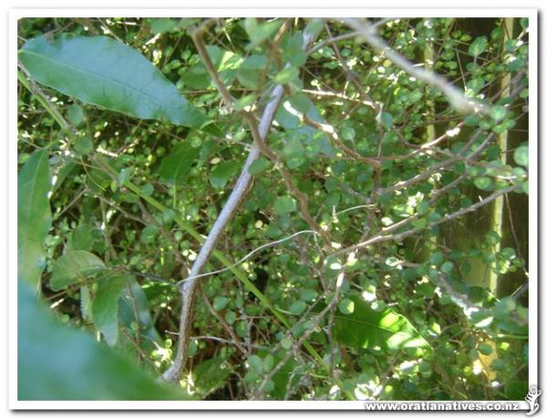 This specimen is a bit surrounded by a Passiflora and a Coprosma tenucaulis.Hope you can see it!