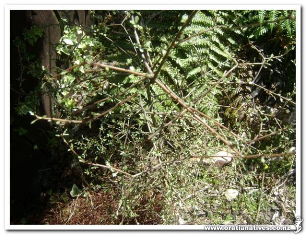 This is a juvenile plant.