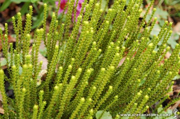 I'm not sure about the name of this selection of hebe-plant. It was unknown when I got it.

Hi Bernhard,
It is difficult to identify from a photo but you are probably correct in thinking it Hebe hectori