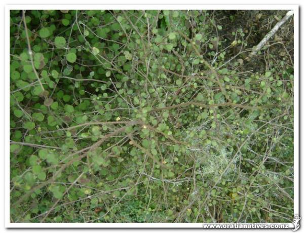 This is a juvenile plant.