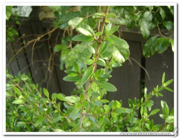 This is a natural hybrid between C.propinqua and C.robusta.