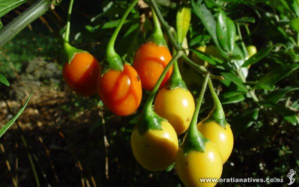 Good fruiting from mid-March this year (2010). Not a bad tasting fruit if you're up for trying something different.