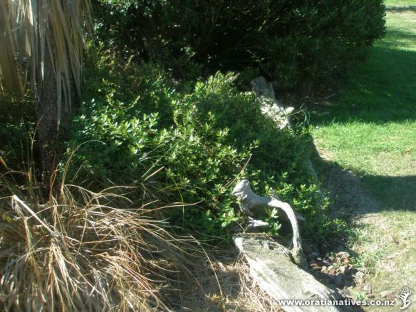 Toatoa makes a great groundcover and quick space filler
