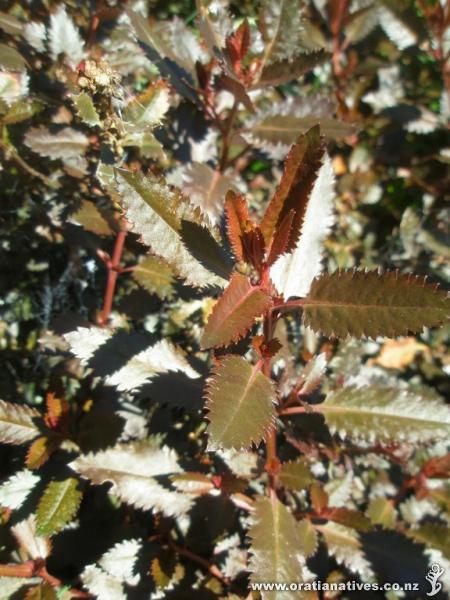 Bronze and red coloured toatoa are vibrant in native plantings