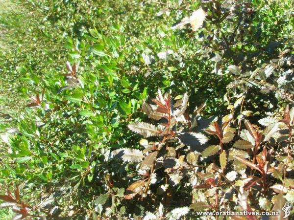 bronze and green toatoa