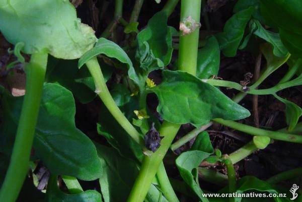 Budding, Flowering and Seeding in March. This plant named after the shape of the seedhead (apparently).