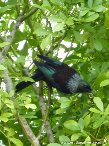 Tui browsing for berries. Auckland.