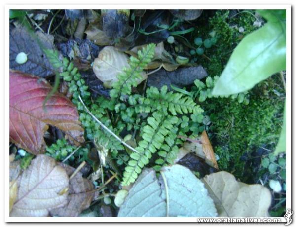 This is a juvenile plant.