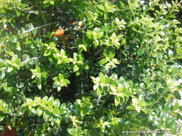 Perforata with flower buds.