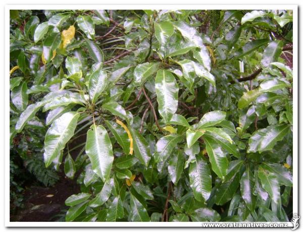 One of my fav. natives,looks magnificent!