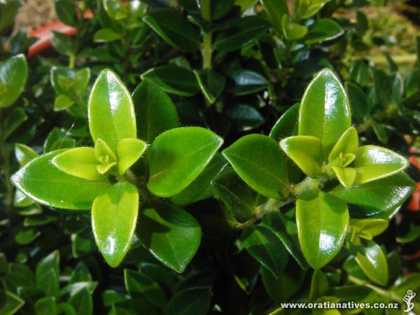 Carminea leaf detail.