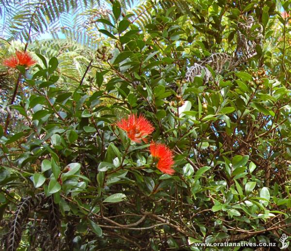 Metrosideros fulgens flowering along the Ridge Track at Atuanui-Mt Auckland in April.