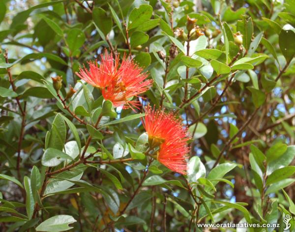 M. fulgens flower up close.