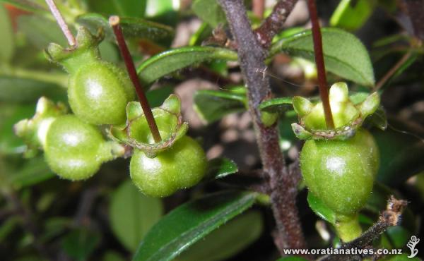Carminea seed capsule.