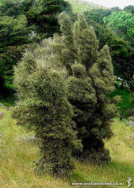 Coprosma areolata in the wild. 
Thanks to Wayne for this photo, originally published on www.nzpcn.org.nz