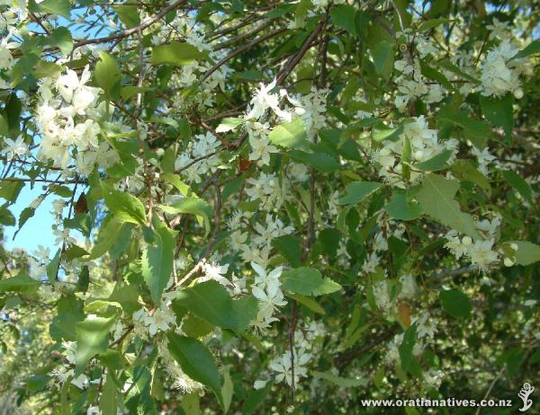 Hoheria populnea in full flower on the Opanku Stream, Waitakere City