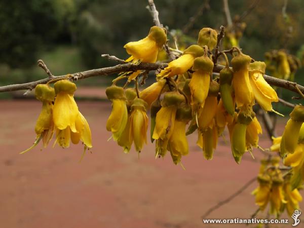 Sophora microphylla as pictured in the Titirangi Tatler