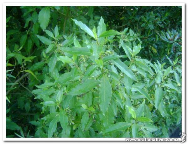 This is a male plant in flower.