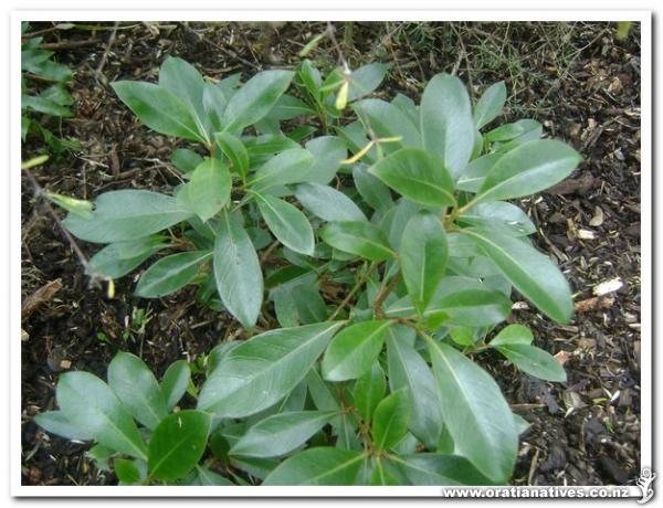 Just to prove you can grow Upper North Island plants in frosty Upper Hutt!