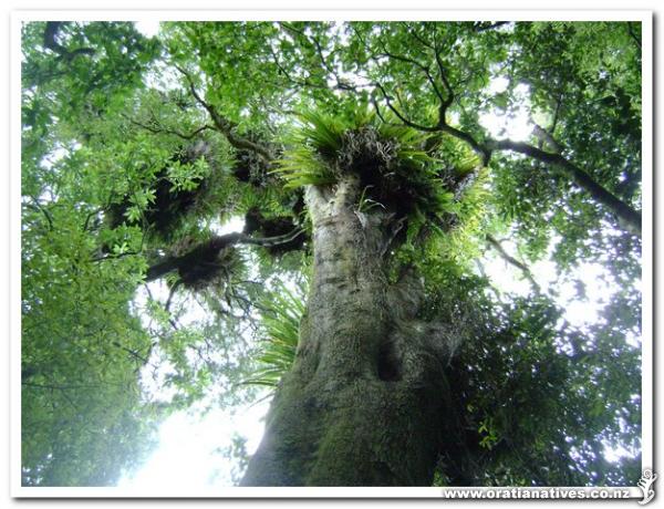 Taken at Tunnel Gully Upper Hutt. This is the biggest Black Maire i've ever seen complete with epiphytes.