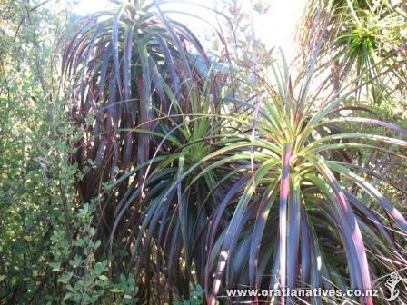 Taken along the Heaphy Track
