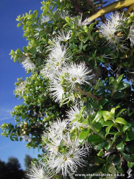 Metrosideros perforata in flower. Container grown plant. Chch.
