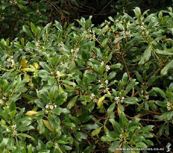 This is part of an enormous tree in the Waitakere Ranges Regional Park at the bottom of the Buck Taylor Track in the Pararaha Valley.