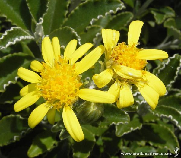 Flowers from a cultivated plant in Kaikora. Taken Feb 2008
