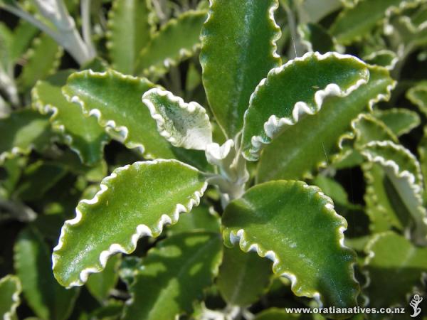Leaves of B monroi showing serrated edges.