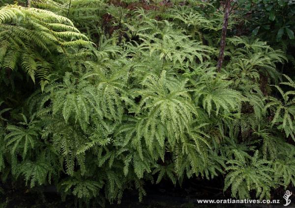 This 'rare and difficult' fern has been thriving for the last 10 years along this driveway.