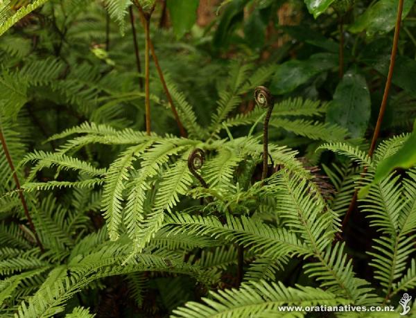 The uncurling fronds begin the advance to another tier of growth.