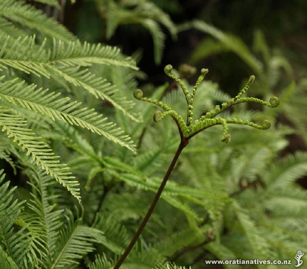 A frond beginning to reveal itself.