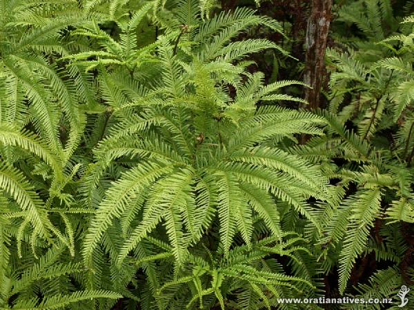 This healthy plant shows various stages of development, with uncurling fronds, partially open fronds and fully developed fronds.