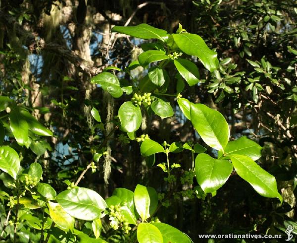 Coprosma macropiper subsp. minor with immature berries.