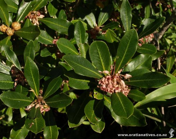 The buds in the top left corner open to reveal the cluster of tiny flowers, an umbel, from which this plant gets its name.